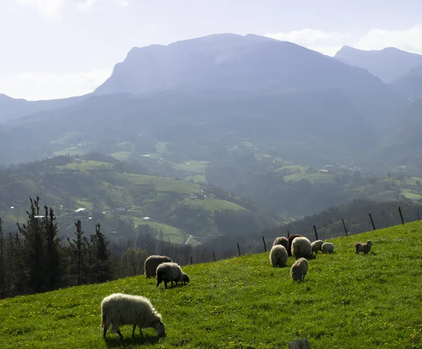 Ovejas Pastando Prado Con Aralar Fondo Gipuzkoa Euskadi — Foto de Stock