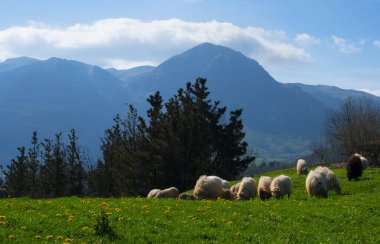 Arka planda Txindoki Dağı, Gipuzkoa, Euskadi ile çayırda otlayan koyunlar