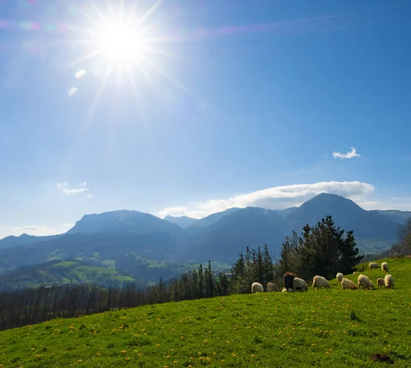 Ovejas Cabras Pastando Prado Con Montaña Txindoki Fondo Euskadi — Foto de Stock