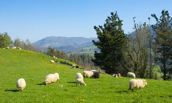 Prados Verdes Con Ovejas Pastando Orendain Euskadi — Foto de Stock