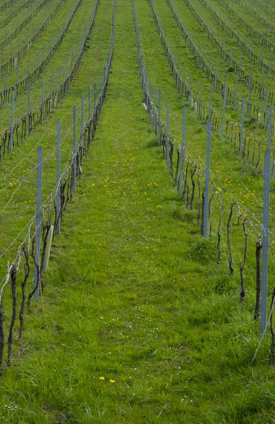 Ландшафт Виноградниками Эускади — стоковое фото