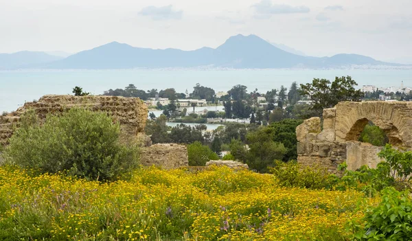 Ruines Carthage Parmi Les Fleurs Tunisie — Photo