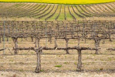 İspanya 'nın Navarre kentindeki üzüm bağları.