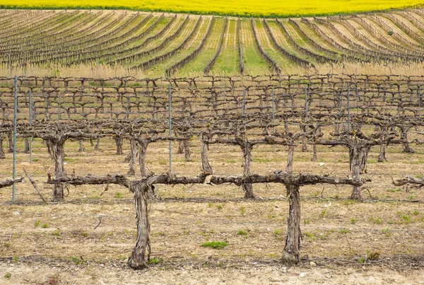 Rows Vineyards Fields Navarre Spain — стоковое фото