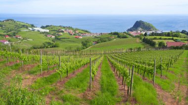 Üzüm bağları ve şarap üretimi ile arka planda Getaria İspanya Cantabria deniz