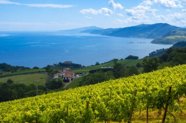 Getaria 'da deniz kıyısındaki üzüm bağları, Bask Ülkesi kıyıları