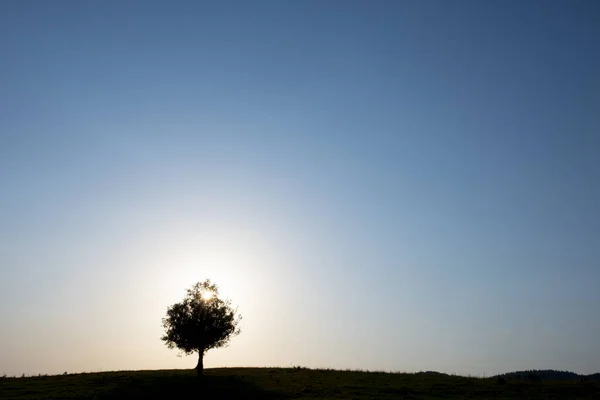 Einsamer Baum Mit Der Sonne Euskadi — Stockfoto