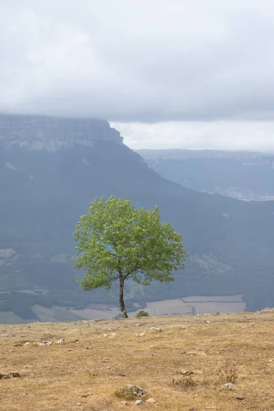 Tree San Miguel Aralar San Donato Mountain Background — Stockfoto