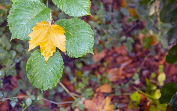 Forest Leaves Autumn Colors — Stock Photo, Image