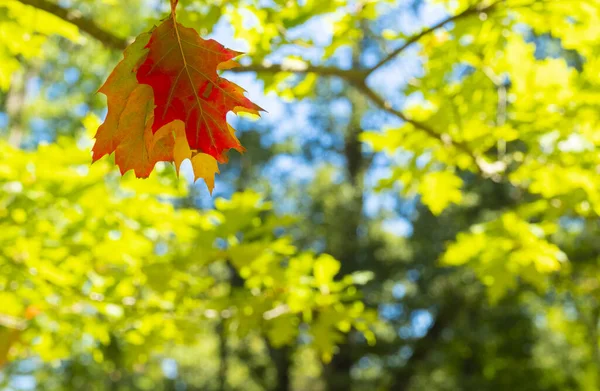 Leaves Autumn Colors Forest — Stock Photo, Image