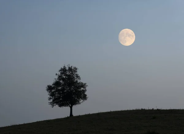 Baum Und Mond Der Abenddämmerung Beleuchtet — Stockfoto