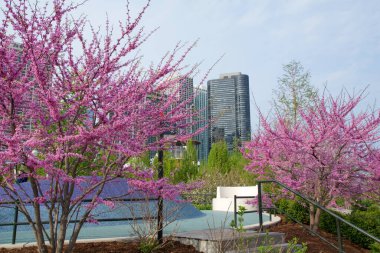 Chicago, Illinois, Birleşik Devletler - 11 Mayıs 2018: Chicago şehir merkezindeki Millennium Park 'ta çiçek açan kiraz ağaçları ve kiraz çiçekleri.