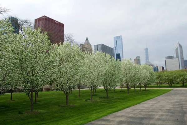 Chicago Illinois United States May 2018 White Blossoming Cherry Trees — Fotografia de Stock