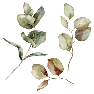 Dallarda suluboya sonbahar okaliptüs yaprakları. Beyaz arka planda el yapımı okaliptüs izole edilmiş. Tasarım, baskı, kumaş veya arkaplan için bitki çizimi.