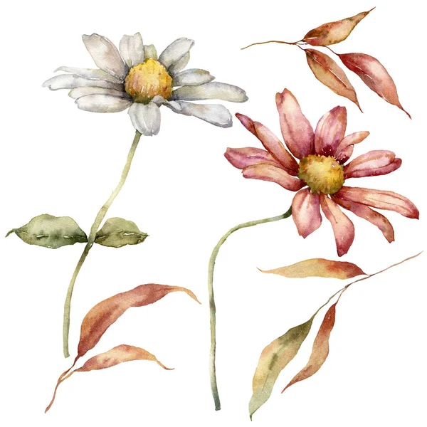 ชุดฤดูใบไม้ร่วงสีน้ําของแอสเตอร์และใบไม้ ดอกไม้ทาสีด้วยมือ แยกกันบนพื้นหลังสีขาว รูปแบบดอกไม้สําหรับการออกแบบ พิมพ์ ผ้า หรือพื้นหลัง . — ภาพถ่ายสต็อก