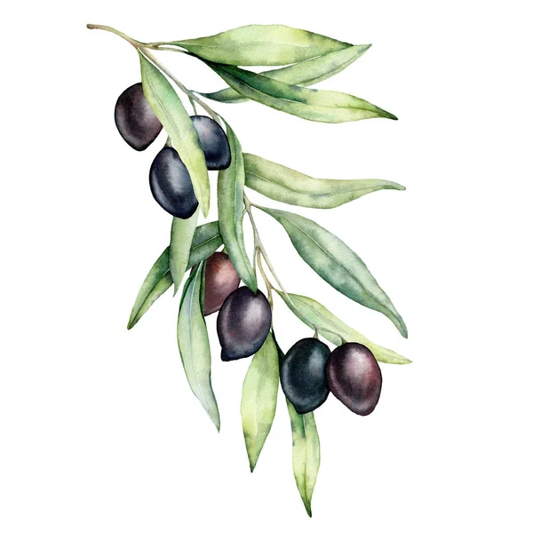 Tarjeta acuarela de aceitunas negras, ramas y hojas. Composición natural pintada a mano aislada sobre fondo blanco. Ilustración de plantas para diseño, impresión, tela o fondo. — Foto de Stock