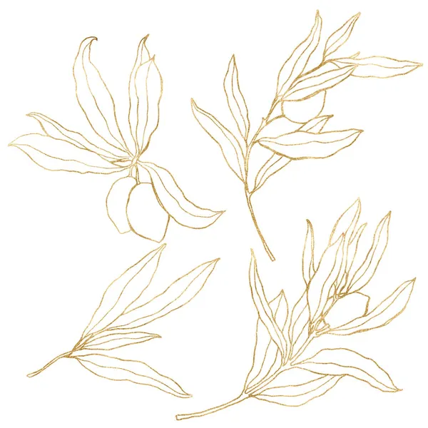 Akvarell készlet arany lineáris olajbogyó, ágak és levelek. Kézzel festett természet elemek elszigetelt fehér háttér. Növényi illusztráció tervezés, nyomtatás, szövet vagy háttér számára. — Stock Fotó