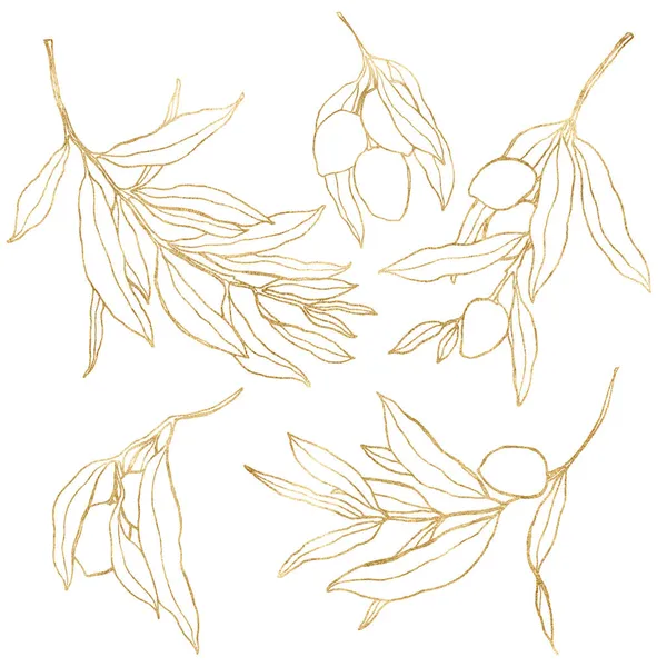 Ensemble aquarelle d'olives, branches et feuilles linéaires dorées. Éléments naturels peints à la main isolés sur fond blanc. Illustration de plantes pour la conception, l'impression, le tissu ou le fond. — Photo