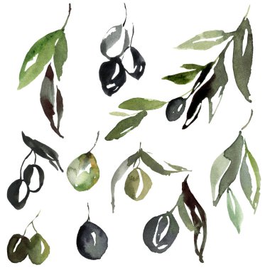 Yeşil ve siyah zeytin, dallar ve yapraklardan oluşan suluboya seti. Beyaz arka planda elle boyanmış doğa elementleri. Tasarım, baskı, kumaş veya arkaplan çizimi.