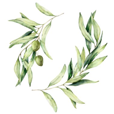 Zeytin dalları, yapraklar ve böğürtlenler suluboya seti. Beyaz arka planda elle boyanmış doğa elementleri. Tasarım, baskı, kumaş veya arkaplan çizimi.