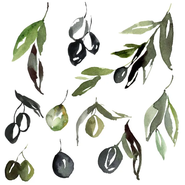 Acquerello set astratto di olive verdi e nere, rami e foglie. Elementi della natura dipinti a mano isolati su sfondo bianco. Illustrazione di piante per design, stampa, tessuto o sfondo. — Foto Stock
