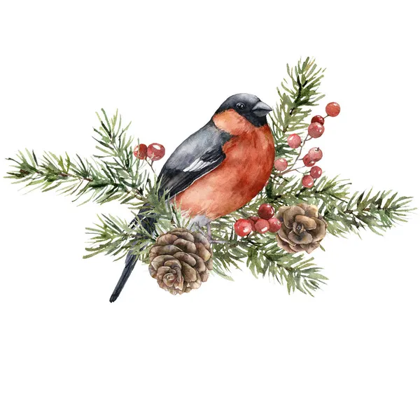 Akvarell karácsonyi összetétele bullpinch, lucfenyő ágak és fenyőtoboz. Kézzel festett üdülési kártya madár és növények elszigetelt fehér háttér. Illusztráció tervezés, nyomtatás, háttér. — Stock Fotó