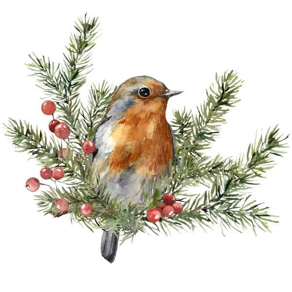 Robin, Ladin dalları ve kırmızı böğürtlenlerin suluboya Noel kompozisyonu. Beyaz arka planda izole edilmiş kuş ve bitkilerden oluşan el yapımı tatil kartı. Tasarım, baskı, arkaplan.