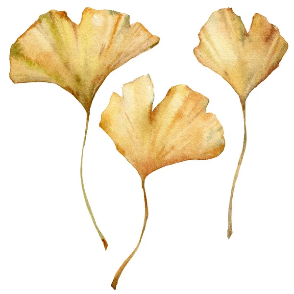 水彩缤纷的热带干银杏叶.手绘异国情调的植物花束，在白色背景上被隔离。用于设计、印刷、织物或背景的花卉图解. — 图库照片