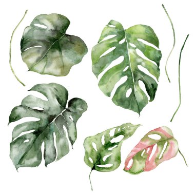 Watercolor tropical set of monstera leaves. Hand painted floral elements isolated on white background. Holiday Illustration for design, print, fabric or background