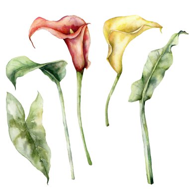 Watercolor tropical flowers set of calla, lily and leaves. Hand painted floral elements isolated on white background. Holiday Illustration for design, print, fabric or background