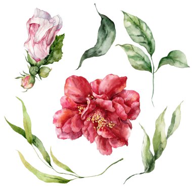 Watercolor tropical flowers set of rose and leaves. Hand painted floral elements isolated on white background. Holiday Illustration for design, print, fabric or background