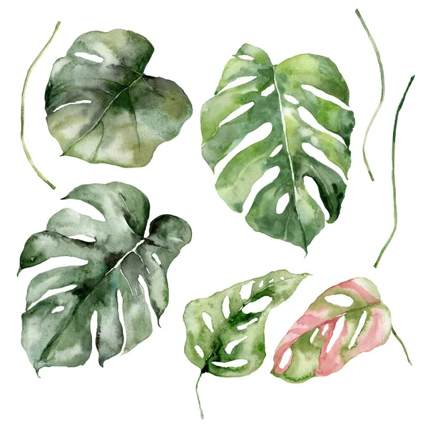 Watercolor Tropical Set Monstera Leaves Hand Painted Floral Elements Isolated — Foto de Stock