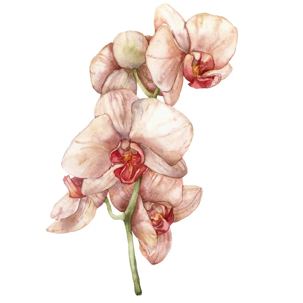 Watercolor Orchid Branch Hand Painted Flower Isolated White Background Holiday — Foto de Stock