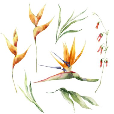 Watercolor tropical flowers set of strelitzia and leaves. Hand painted floral elements isolated on white background. Holiday Illustration for design, print, fabric or background