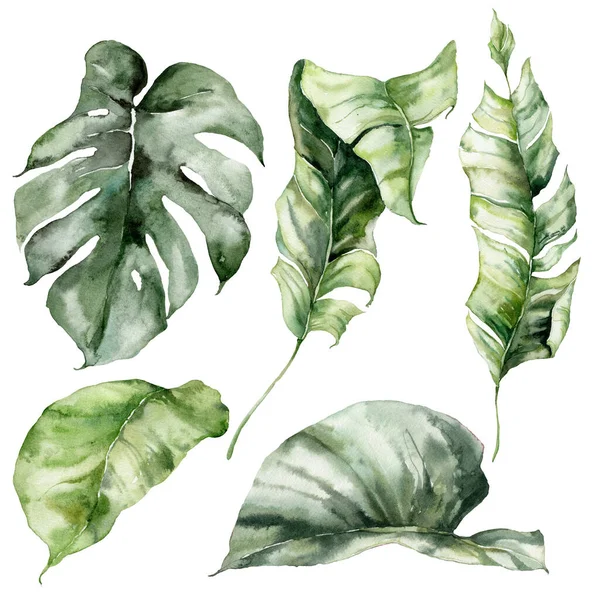 Watercolor Tropical Set Monstera Banana Leaves Hand Painted Floral Elements — Stock fotografie