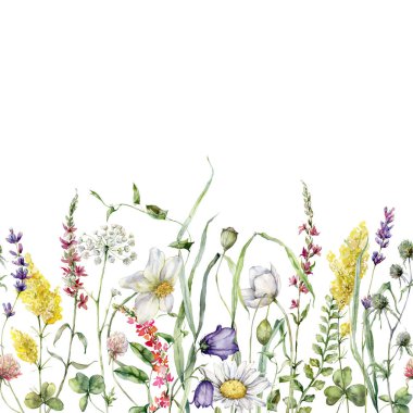 Papatya, düğün çiçeği, tansi ve campanula sınırında suluboya çayır çiçekleri. Beyaz arka planda elde boyanmış çiçek çizimi. Tasarım, baskı, kumaş veya arkaplan için