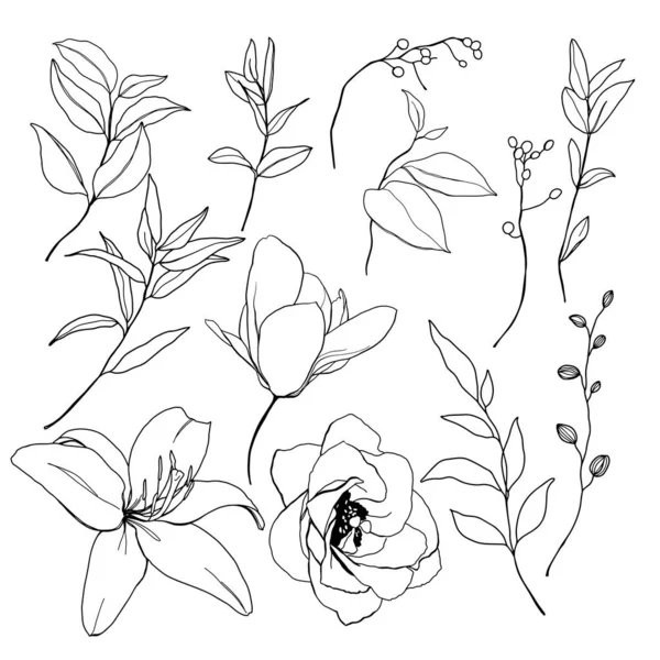 Vector Black Linear Set Lily Magnolia Rose Hand Painted Meadow —  Vetores de Stock