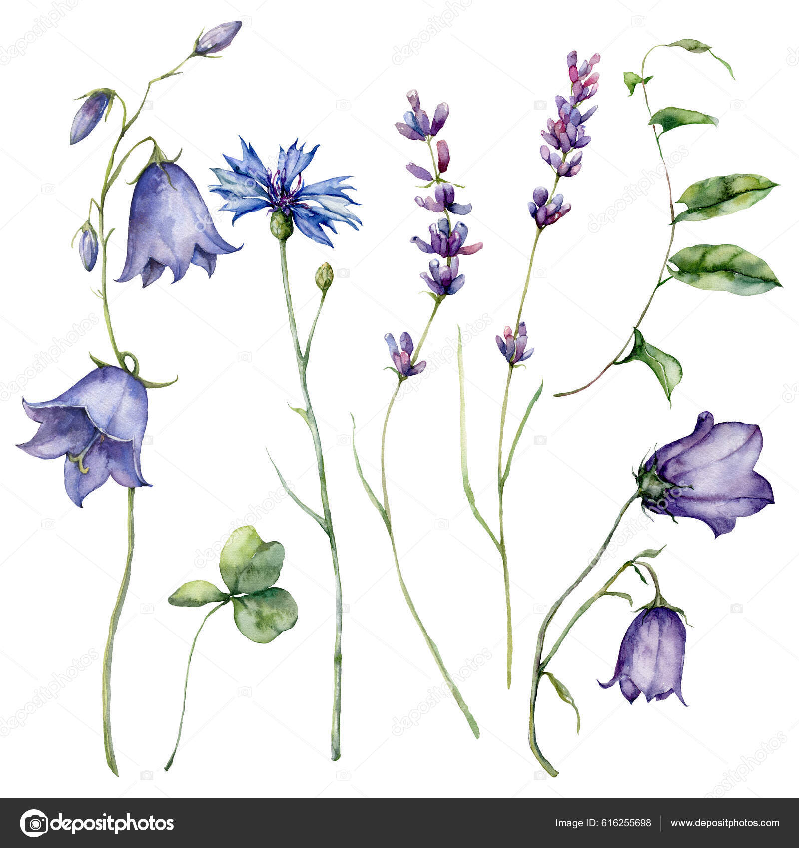 花の部分 ボタニカルアート 花 ラベンダー 自然 植物学】の画像