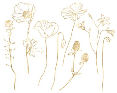 Suluboya çayır altın çiçekleri kapella, haşhaş, campanula ve yonca seti. Beyaz arka planda elde boyanmış doğrusal çiçek çizimi. Tasarım, baskı, kumaş veya arkaplan için