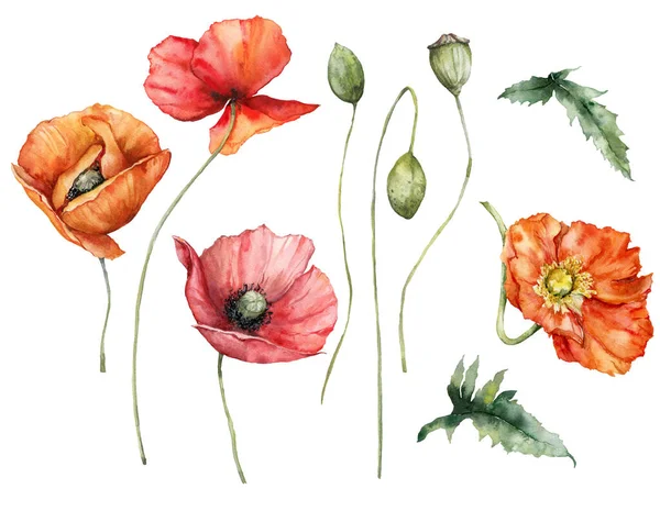 Aquarel Weide Bloemen Set Van Papaver Knoppen Met Hand Geschilderde — Stockfoto