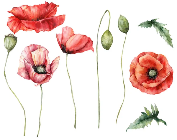 Aquarell Wiesenblumen Set Von Knospen Und Mohn Handgemalte Florale Illustration — Stockfoto