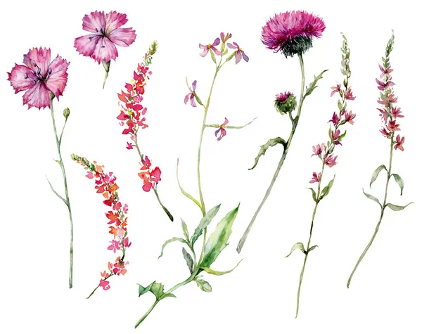 Conjunto Flores Prado Aquarela Cravo Salva Cipreste Cardo Ilustração Floral — Fotografia de Stock
