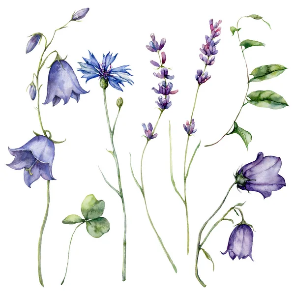 Aquarell Wiesenblumen Set Aus Campanula Kornblume Lavendel Und Bindgras Handgemalte — Stockfoto