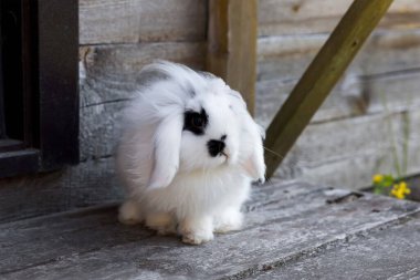 Siyah benekli beyaz tavşan mini lop.