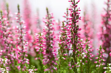 Mor bir fundanın yakın çekimi.