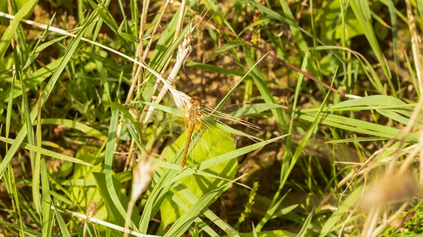 Dragonfly Flew Sat Plant — Stock Photo, Image