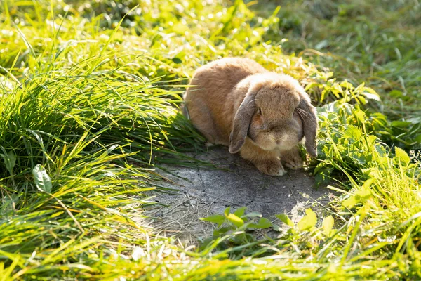 Coelho Dobrar Orelha Mini Lop Senta Gramado Pequeno Coelho Grama — Fotografia de Stock