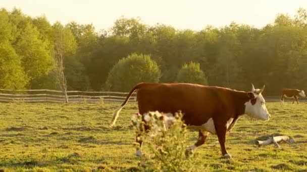 Una Vaca Marrón Camina Través Del Pasto Bañada Sol Poniente — Vídeos de Stock