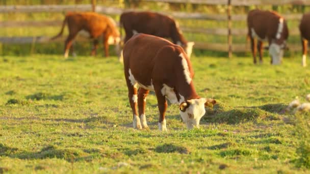 一群棕色的奶牛在浸透阳光的草地上吃草 — 图库视频影像