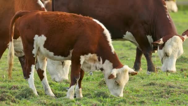 牧草地で牛の放牧と草を食べる — ストック動画
